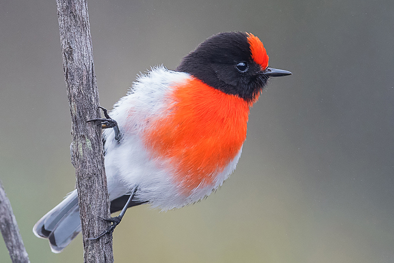 red robin bird